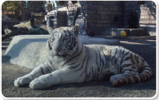 <p>東武動物公園≪法人アトラクションパスセット≫の販売</p>
